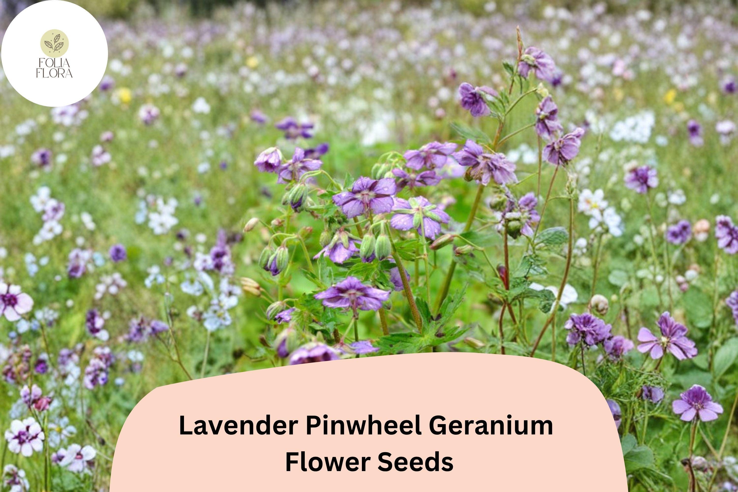 25+ Lavender Pinwheel Geranium Seeds – Hardy Perennial with Lavender Flowers, Attracts Pollinators, Geranium 'Pinwheel' for Garden Planting