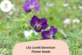 25+ Lily Lovell Geranium Seeds – Purple Perennial Flowering Plant for Garden Beds & Containers – Geranium 'Lily Lovell'