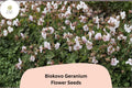 Biokovo White Geranium Seeds: Hardy Perennial, Easy Grow (25+ Seeds)