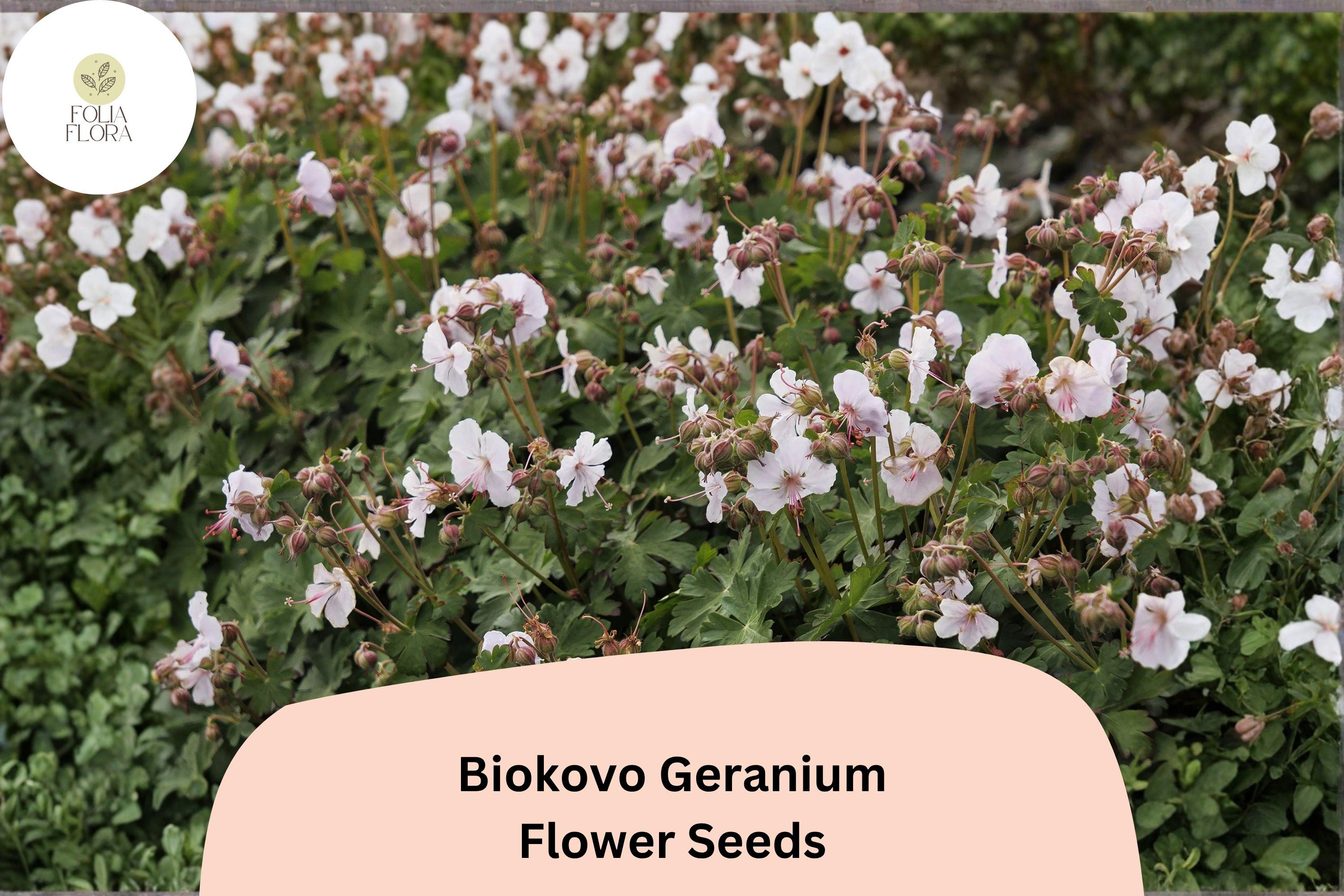 Biokovo White Geranium Seeds: Hardy Perennial, Easy Grow (25+ Seeds)