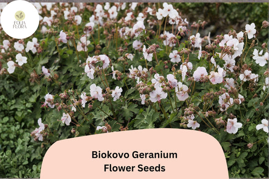 Biokovo White Geranium Seeds: Hardy Perennial, Easy Grow (25+ Seeds)