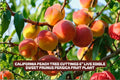 California Peach Tree Cuttings - Live Prunus Persica Fruit Plant, Edible Sweet Peaches, 7 Pack, 6"