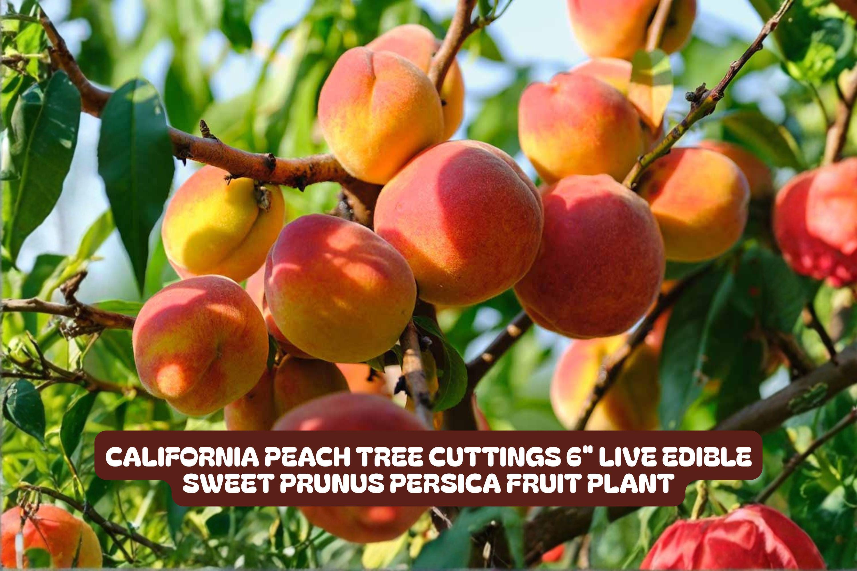 California Peach Tree Cuttings - Live Prunus Persica Fruit Plant, Edible Sweet Peaches, 7 Pack, 6"
