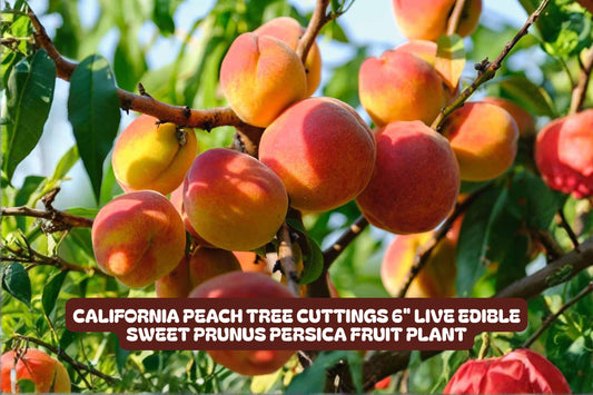 California Peach Tree Cuttings - Live Prunus Persica Fruit Plant, Edible Sweet Peaches, 7 Pack, 6"