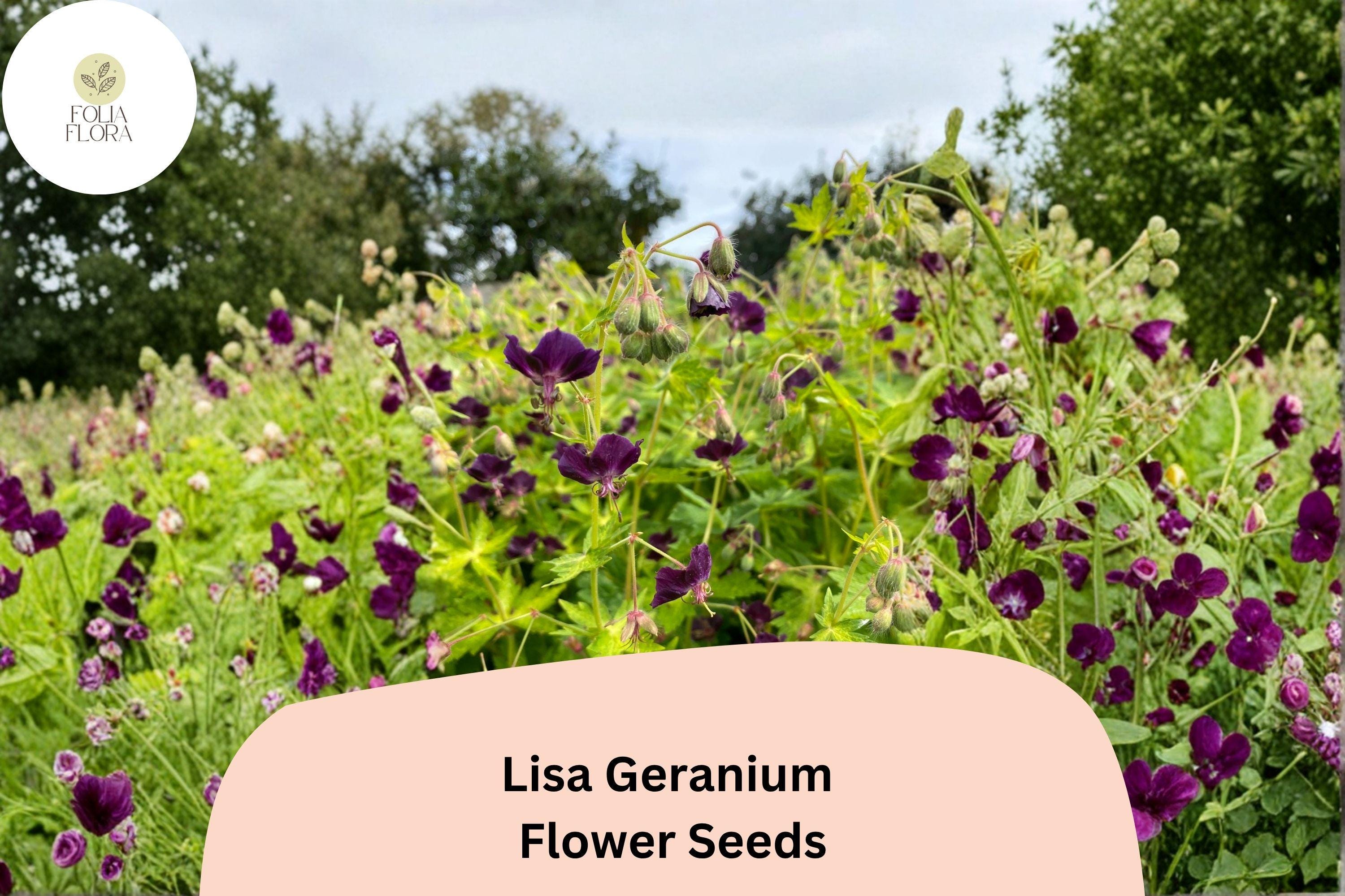 25+ Lisa Geranium Seeds – Purple Flowers, Hardy Perennial, Garden Planting, Pollinator Friendly, Geranium 'Lisa'