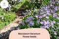 25+ Maculatum Geranium Seeds for Garden Planting â€“ Purple Flowers, Hardy Perennial
