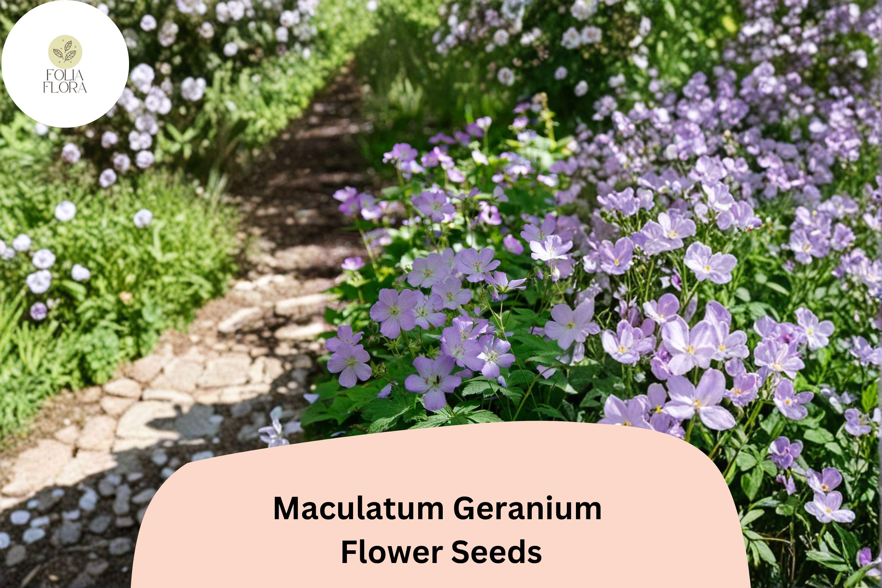 25+ Maculatum Geranium Seeds for Garden Planting â€“ Purple Flowers, Hardy Perennial