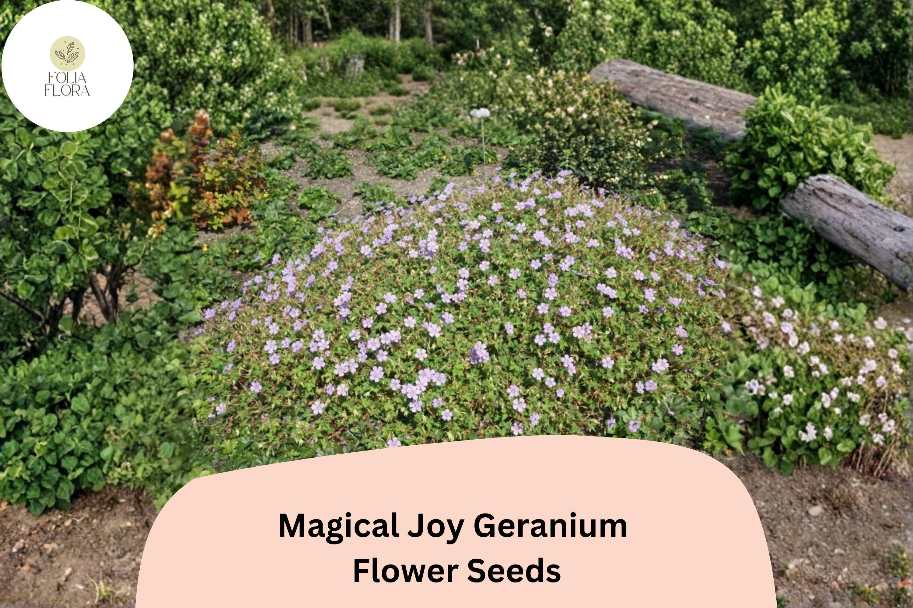 25+ Magical Joy Geranium Seeds – Purple Flowers, Hardy Perennial Geranium 'Magical Joy' for Garden Beds & Containers