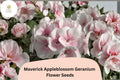 25+ Maverick Appleblossom Geranium Seeds – Pink & White Flowers, Hardy Perennial, Pollinator Friendly, Geranium 'Maverick Appleblossom'