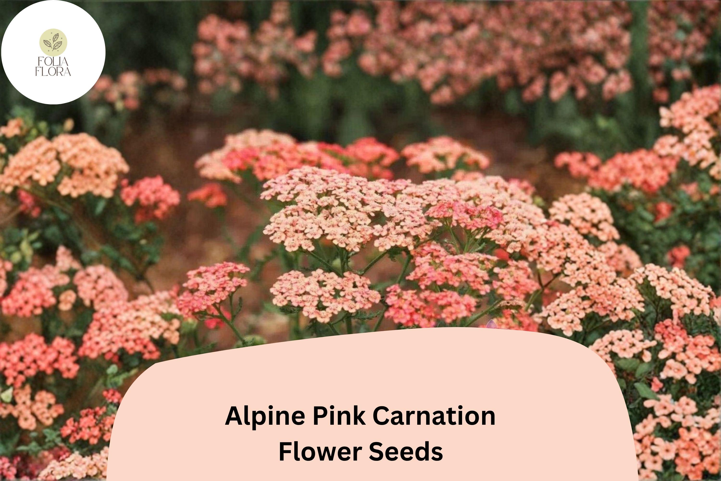 200+ Apricot Delight Carnation Seeds | Dianthus caryophyllus | Fragrant Apricot Blooms for Borders & Cut Flowers