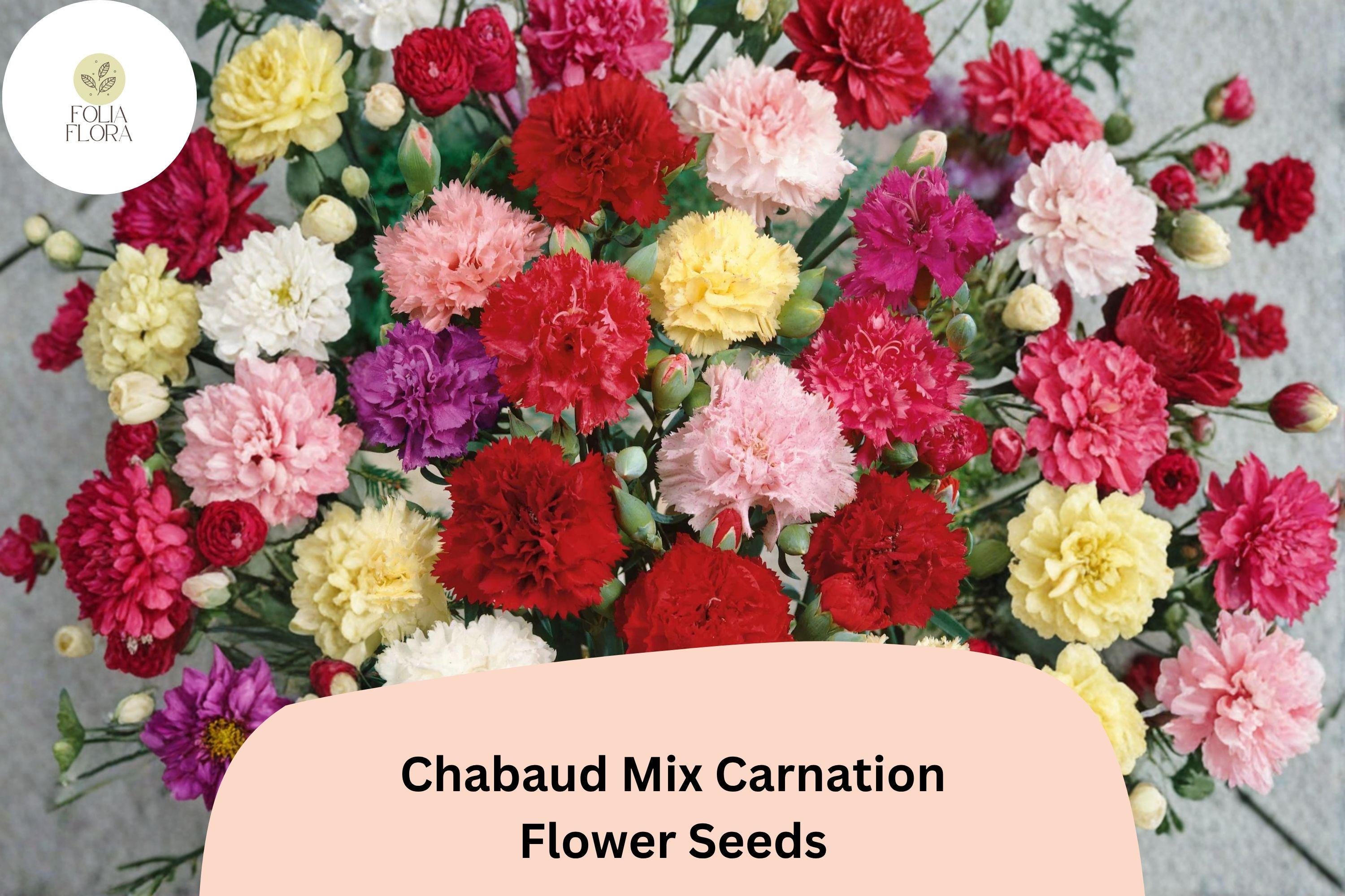 200+ Chabaud Mix Carnation Seeds | Dianthus caryophyllus | Colorful Fragrant Blooms for Garden & Bouquets