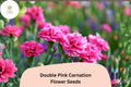 200+ Double Pink Carnation Seeds: Fragrant Frilled Blooms