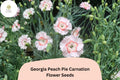 200+ Georgia Peach Pie Carnation Seeds: Peach-Pink Blooms, Fragrant Hardy Flowers