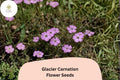 200+ Glacier Carnation Seeds: Fragrant Purple Blooms, Hardy Perennial Flowers, Easy-Grow Garden Dianthus