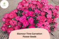 200+ Glamour Time Carnation Seeds: Bright Pink Blooms, Fragrant Garden Dianthus, Hardy Perennial Flowers