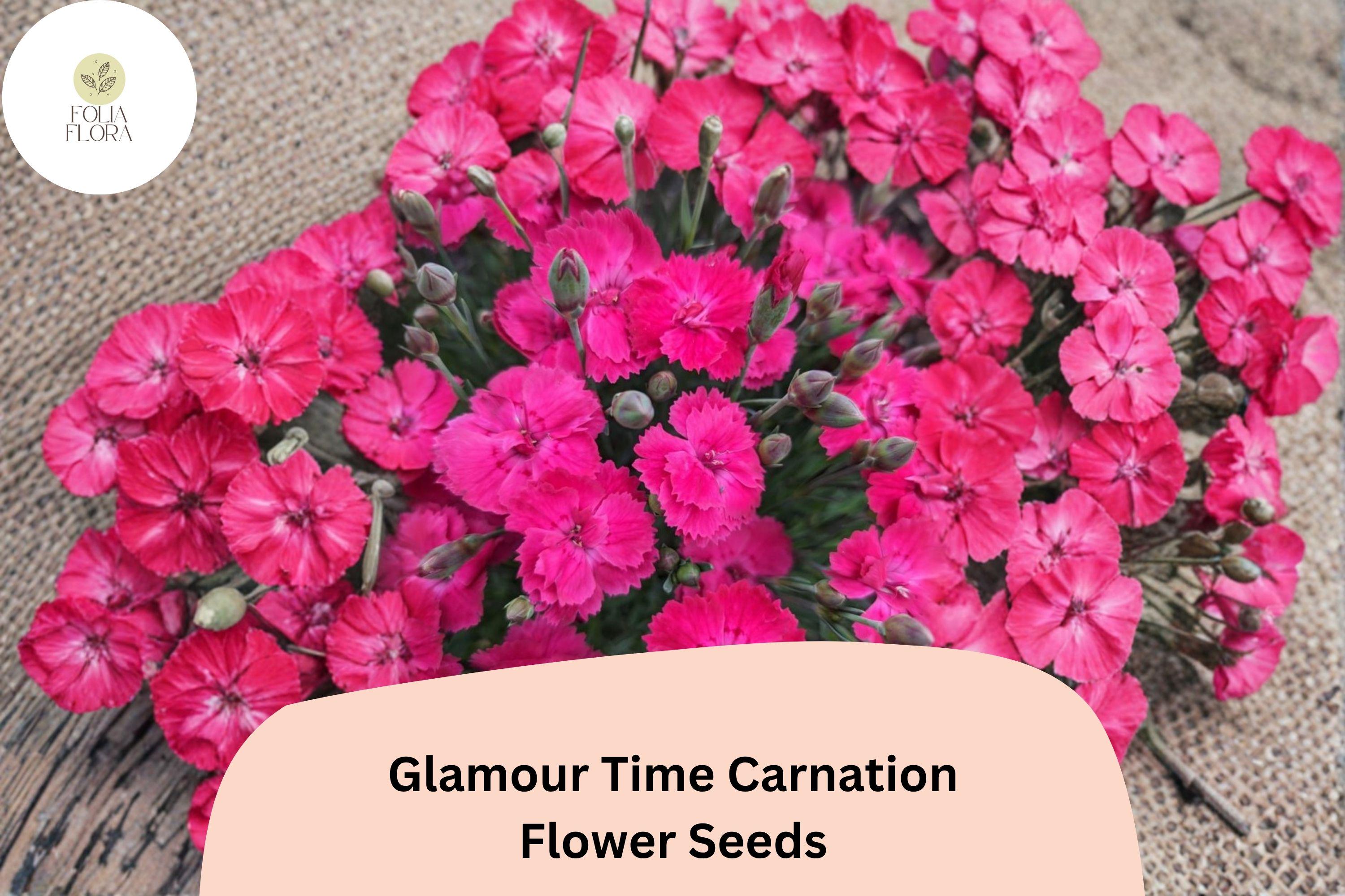 200+ Glamour Time Carnation Seeds: Bright Pink Blooms, Fragrant Garden Dianthus, Hardy Perennial Flowers