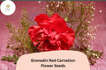 200+ Grenadin Red Carnation Seeds: Bright Red Double Blooms, Fragrant Hardy Perennial Dianthus