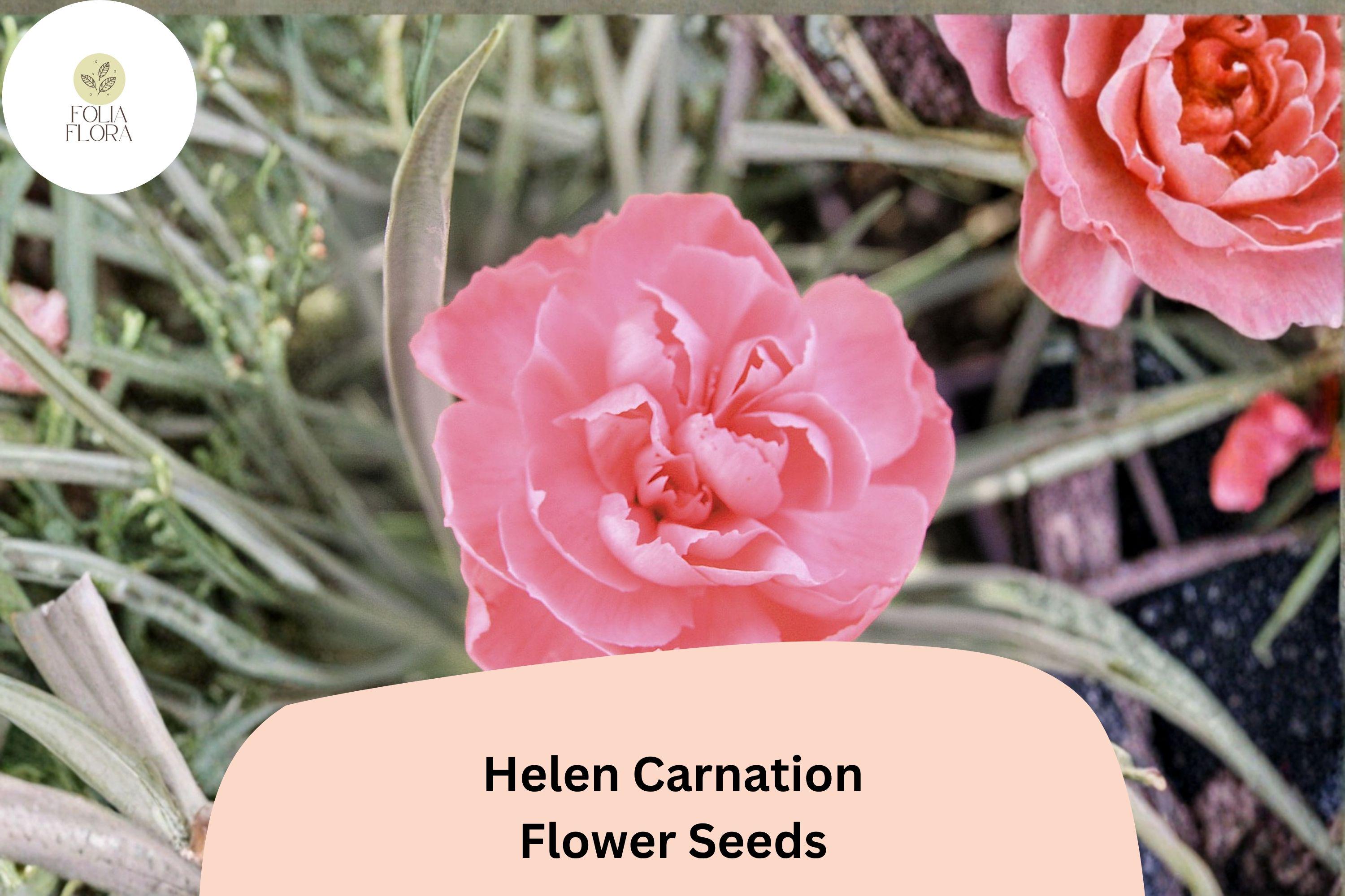 200+ Helen Carnation Seeds: Soft Pink Double Blooms, Fragrant Hardy Perennial Dianthus