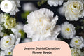 200+ Jeanne Dionis Carnation Seeds: Elegant White Double Blooms, Fragrant Hardy Perennial Dianthus