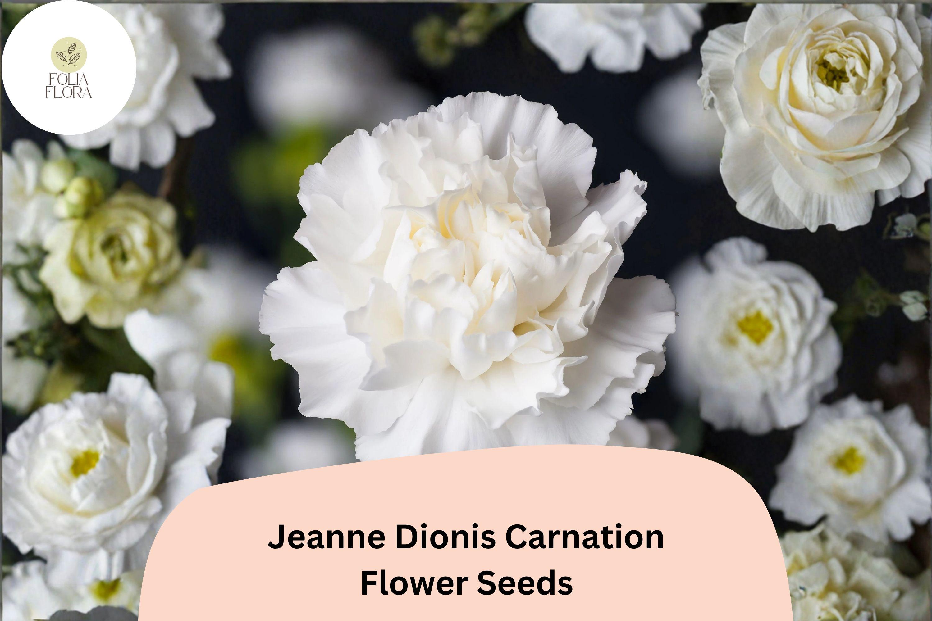 200+ Jeanne Dionis Carnation Seeds: Elegant White Double Blooms, Fragrant Hardy Perennial Dianthus