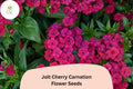 200+ Jolt Cherry Carnation Seeds: Soft Pink Double Blooms, Fragrant Hardy Perennial Dianthus