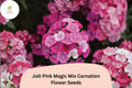 200+ Jolt Pink Magic Mix Carnation Seeds: Pink Double Blooms, Fragrant Hardy Perennial Dianthus