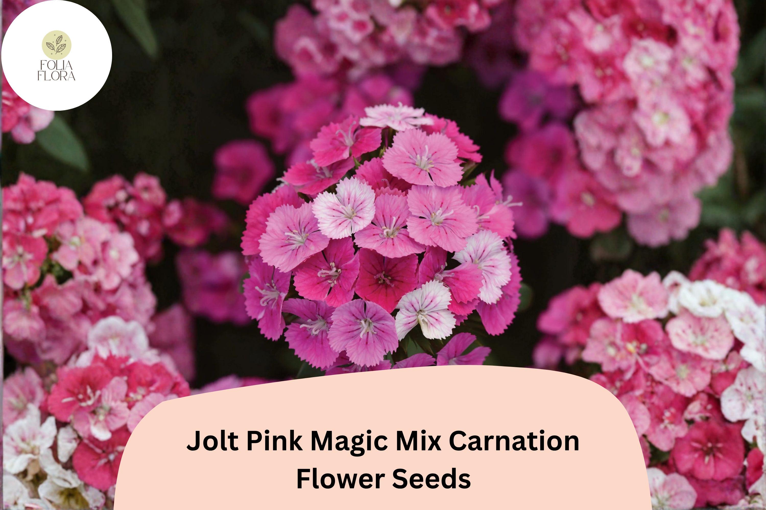 200+ Jolt Pink Magic Mix Carnation Seeds: Pink Double Blooms, Fragrant Hardy Perennial Dianthus