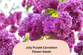 200+ Joly Purple Carnation Seeds: Deep Purple Double Blooms, Fragrant Hardy Perennial Dianthus