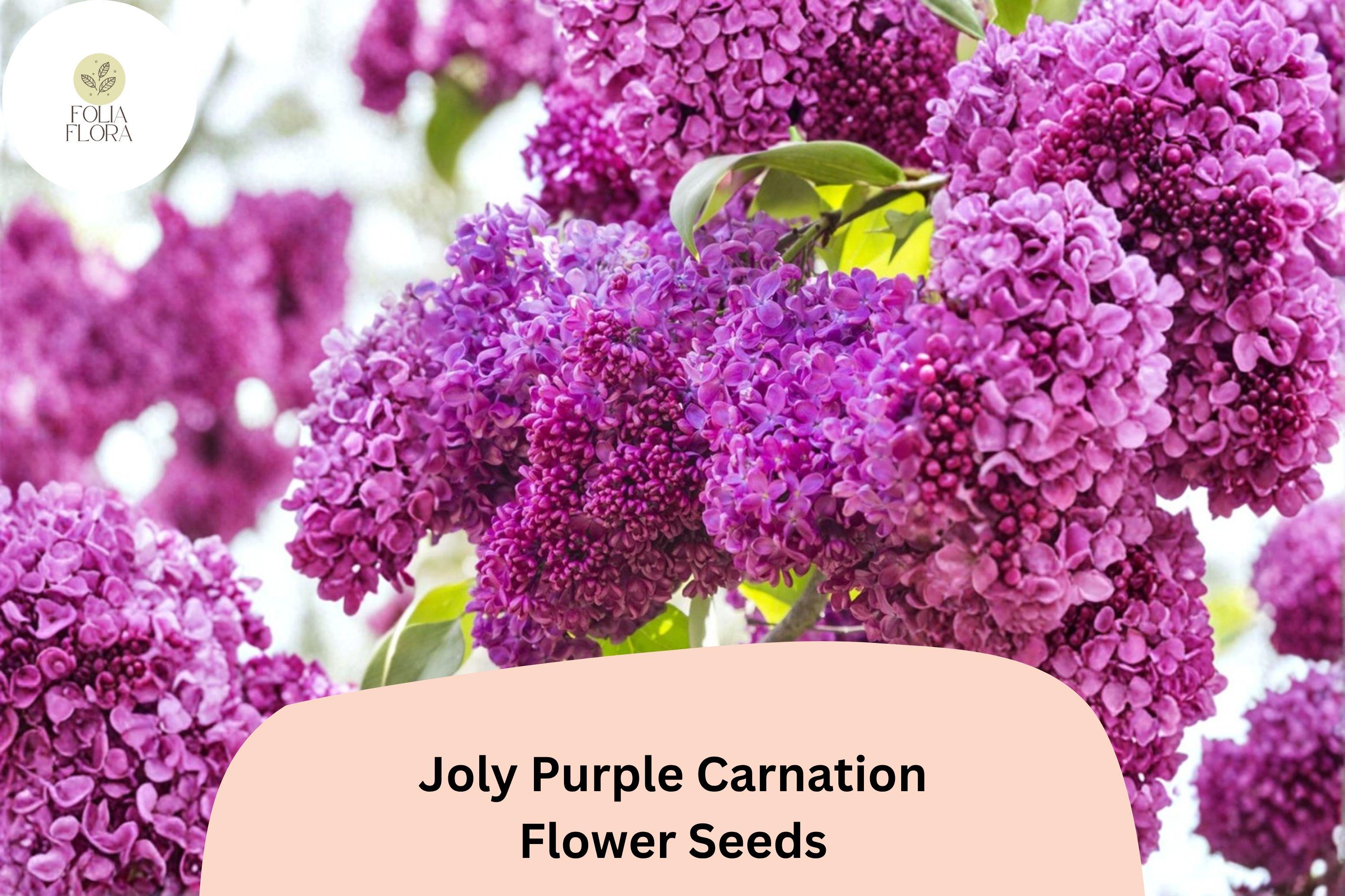 200+ Joly Purple Carnation Seeds: Deep Purple Double Blooms, Fragrant Hardy Perennial Dianthus
