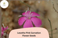 200+ Lesotho Pink Carnation Seeds for Garden Planting | Dianthus caryophyllus | Pink Blooms