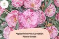 200+ Peppermint Pink Carnation Seeds for Garden Planting | Dianthus caryophyllus | Pink Blooms