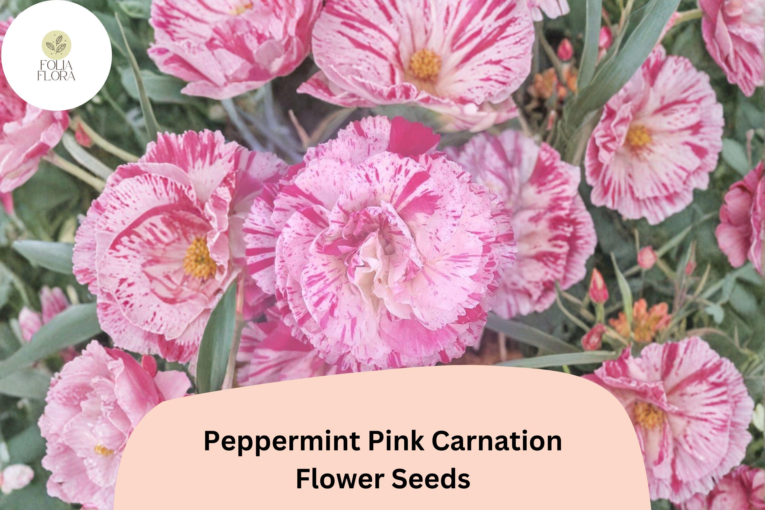 200+ Peppermint Pink Carnation Seeds for Garden Planting | Dianthus caryophyllus | Pink Blooms