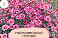 200+ Peppermint Star Carnation Seeds for Garden Planting | Dianthus caryophyllus | Pink & Red Star Blooms