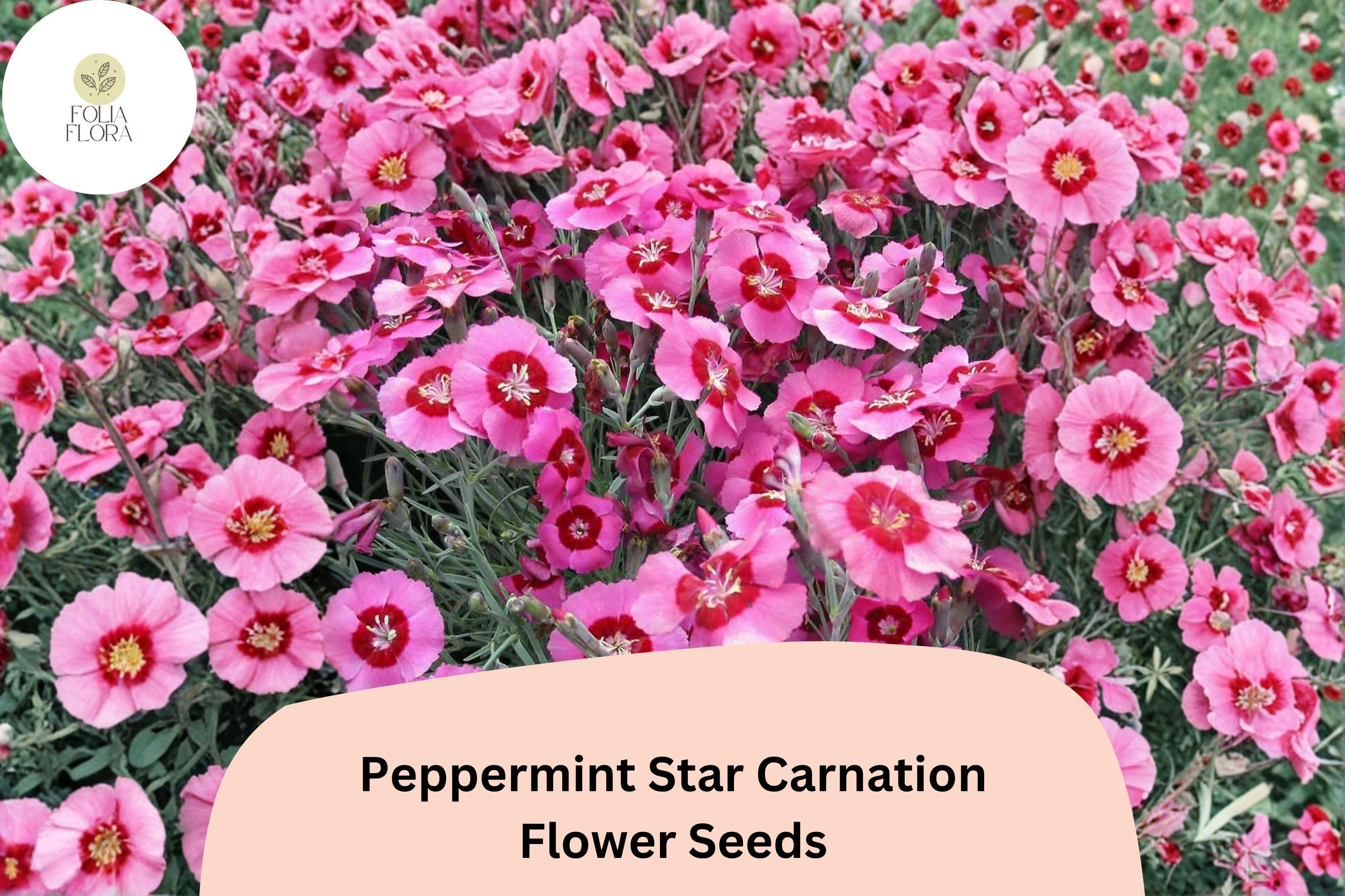 200+ Peppermint Star Carnation Seeds for Garden Planting | Dianthus caryophyllus | Pink & Red Star Blooms