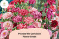 200+ Picotee Mix Carnation Seeds for Garden Planting | Dianthus caryophyllus | Mixed Edge Blooms