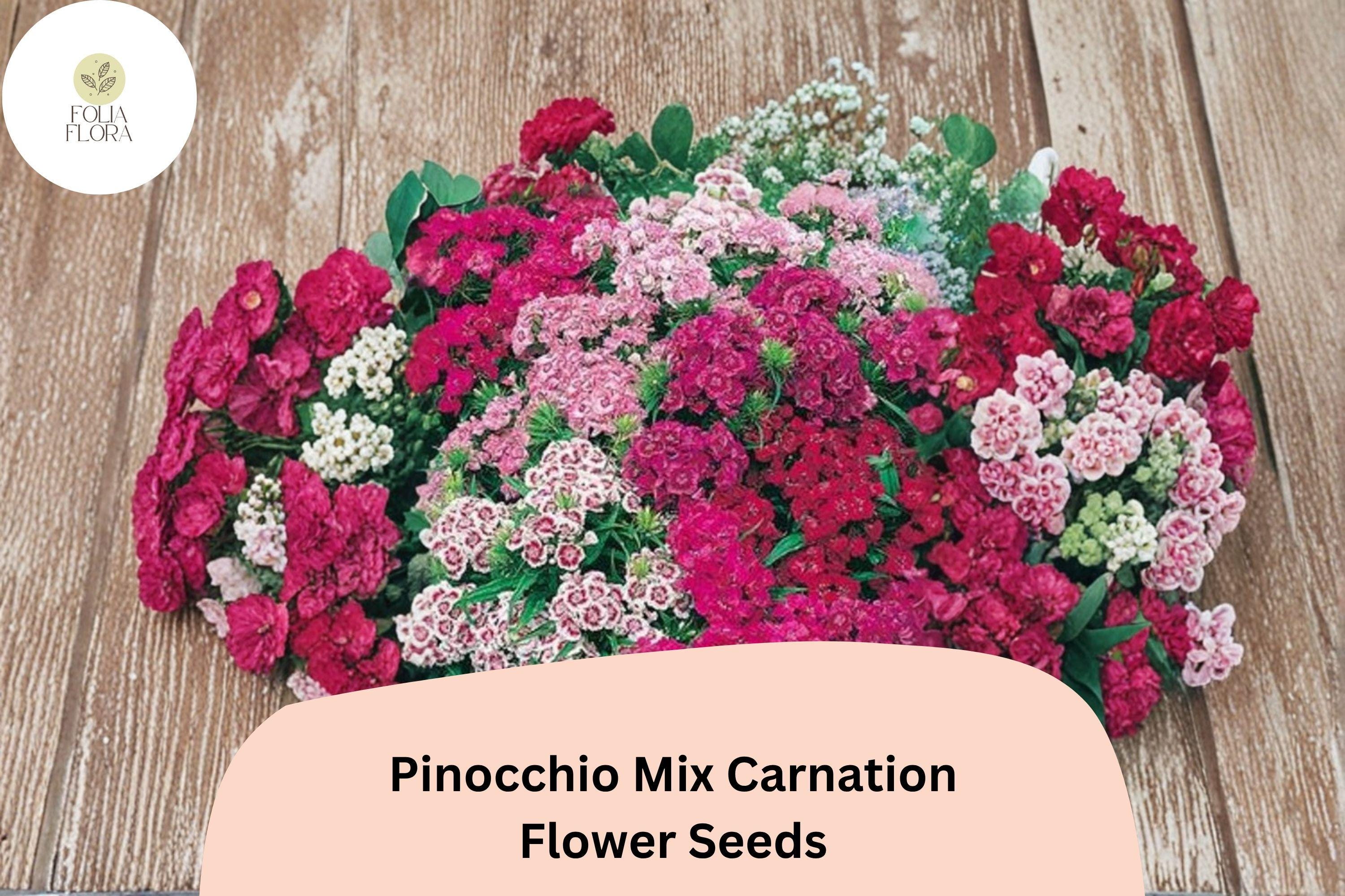 200+ Pinocchio Mix Carnation Seeds for Garden Planting | Dianthus caryophyllus | Multi-Color Blooms