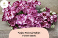 200+ Purple Pixie Carnation Seeds for Garden Planting | Dianthus caryophyllus | Purple Blooms