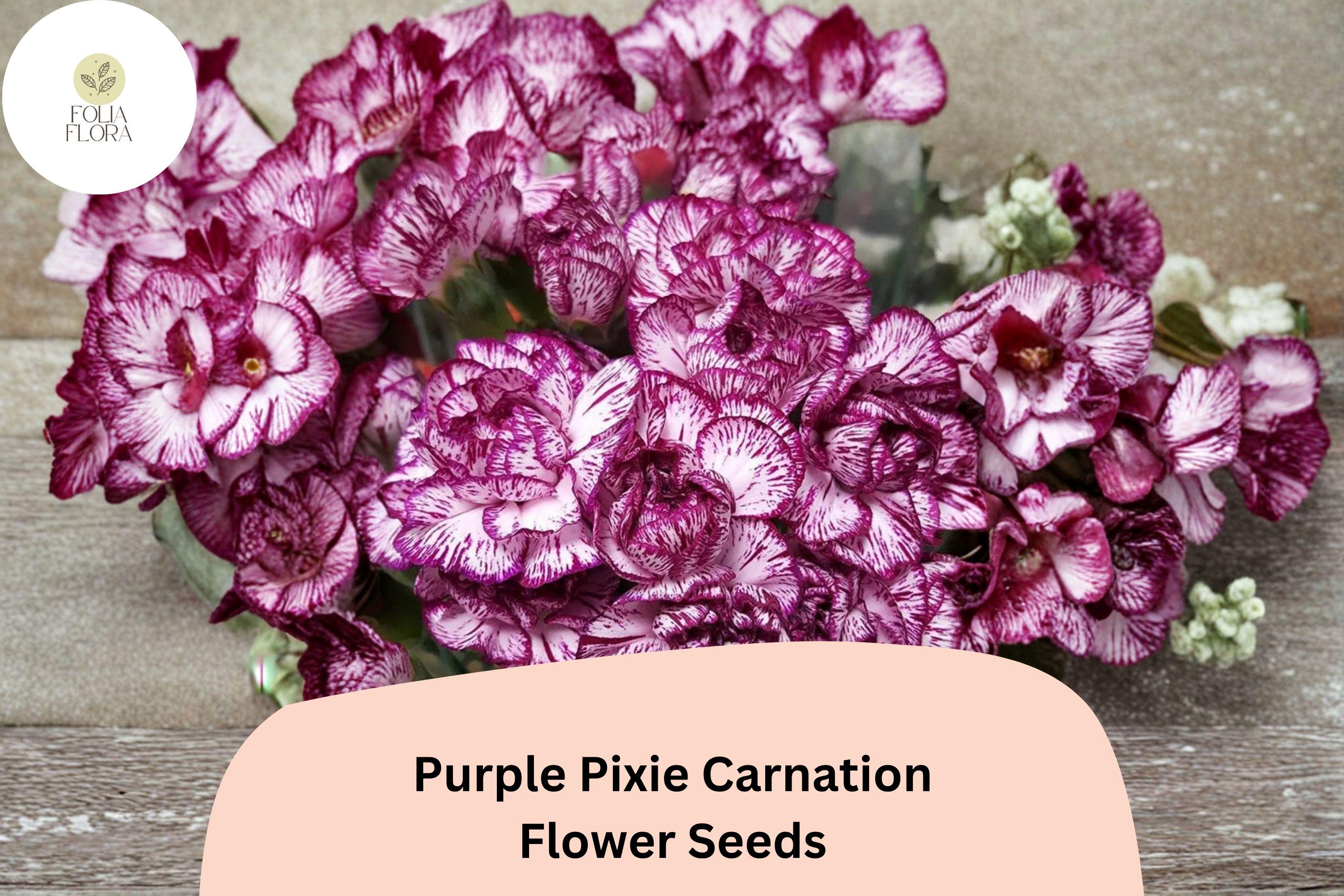 200+ Purple Pixie Carnation Seeds for Garden Planting | Dianthus caryophyllus | Purple Blooms