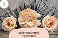 200+ Sand Pink Carnation Seeds for Garden Planting | Dianthus caryophyllus | Soft Pink Blooms