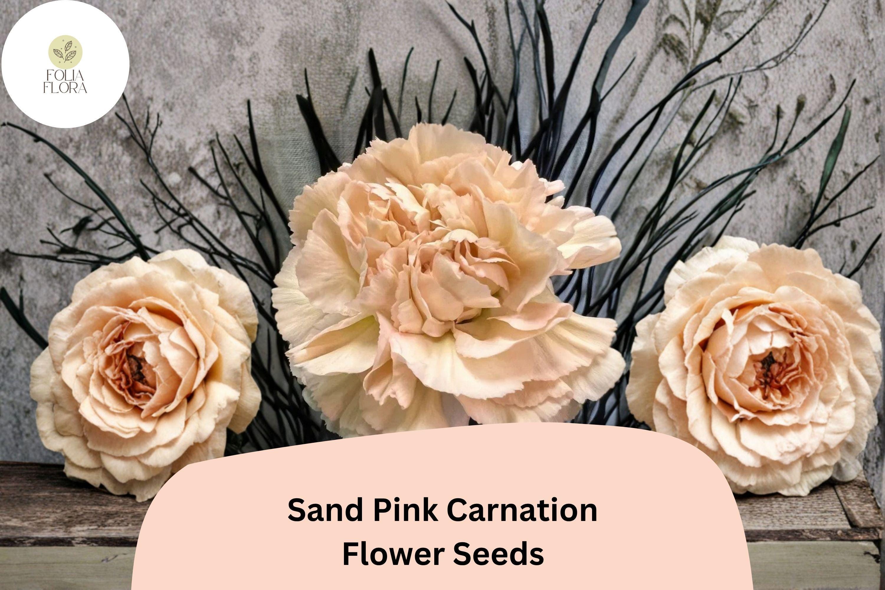 200+ Sand Pink Carnation Seeds for Garden Planting | Dianthus caryophyllus | Soft Pink Blooms
