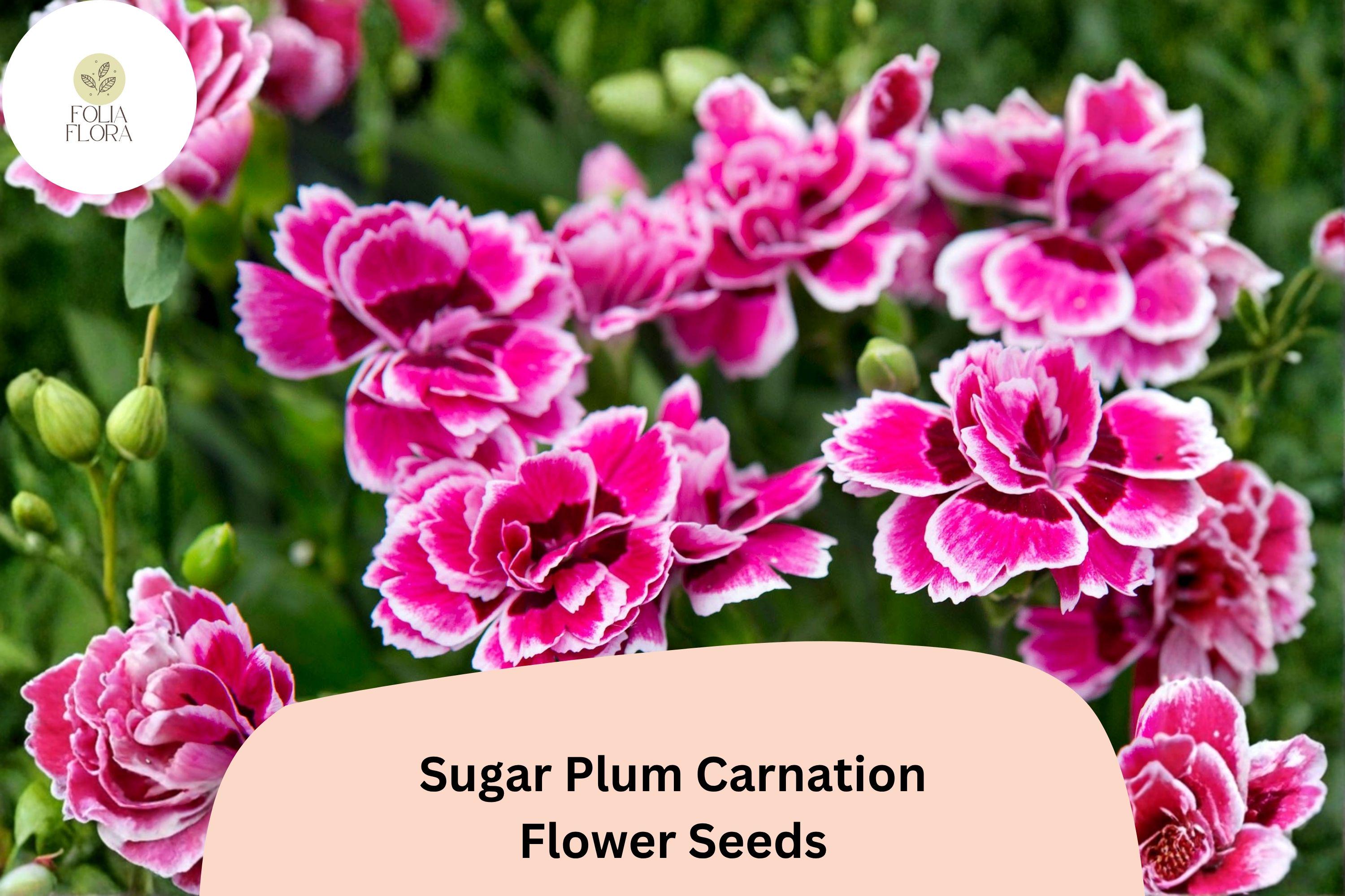 200+ Sugar Plum Carnation Seeds for Garden Planting | Dianthus caryophyllus | Purple Blooms