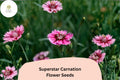 200+ Superstar Carnation Seeds for Garden Planting | Dianthus caryophyllus | Pink Blooms