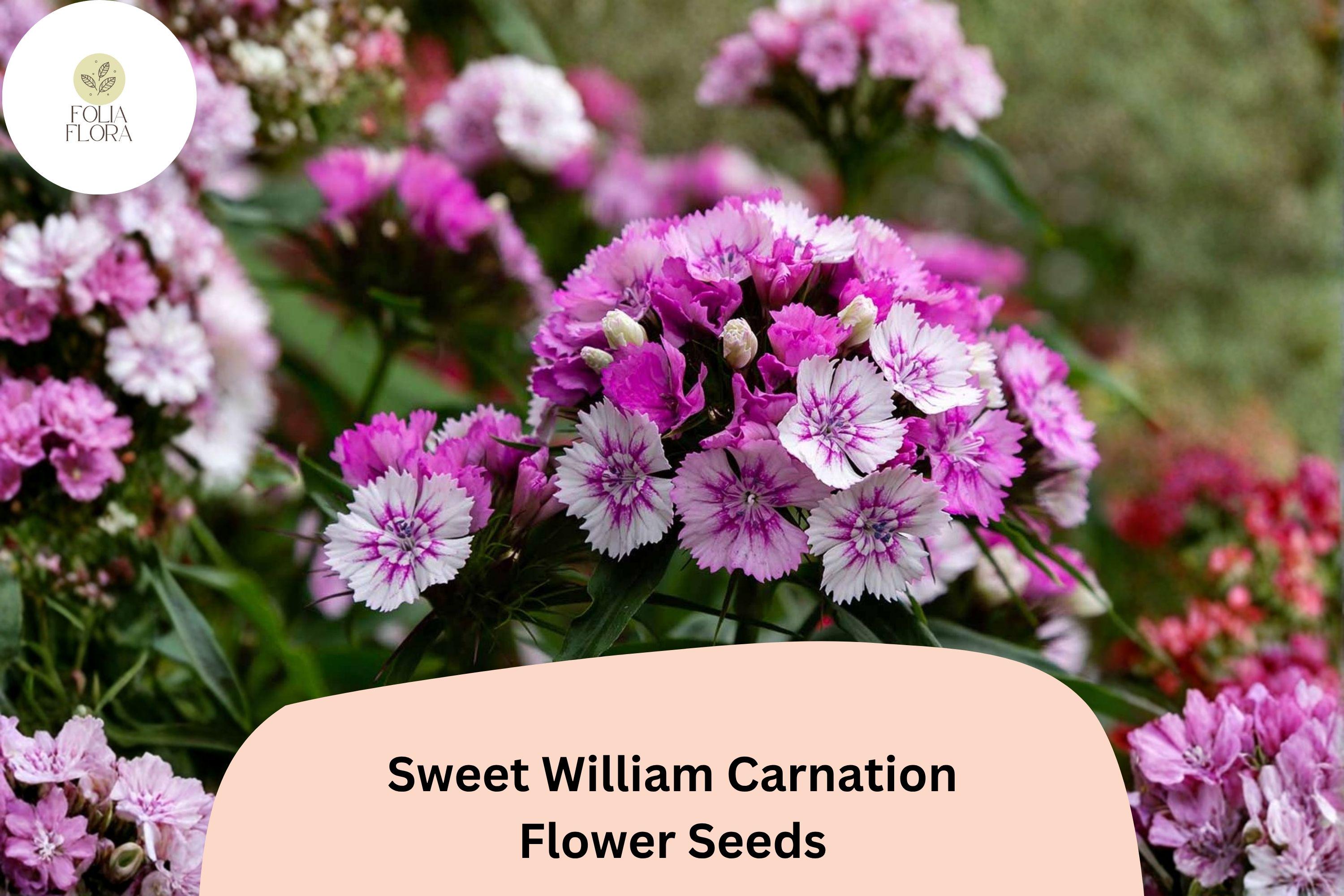 200+ Sweet William Carnation Seeds for Garden Planting | Dianthus barbatus | Purple & White Blooms