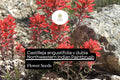Castilleja angustifolia v. dubia Seeds | Northwestern Indian Paintbrush Wildflower | Native Perennial for Pollinator Gardens