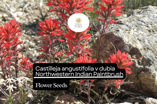 Castilleja angustifolia v. dubia Seeds | Northwestern Indian Paintbrush Wildflower | Native Perennial for Pollinator Gardens