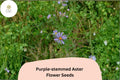 350 Symphyotrichum puniceum Seeds | Purple-stemmed Aster Wildflower for Pollinator Gardens | Native Perennial Plant