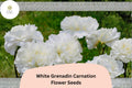 200+ White Grenadin Carnation Seeds for Garden Planting | Dianthus caryophyllus | Pure White Blooms