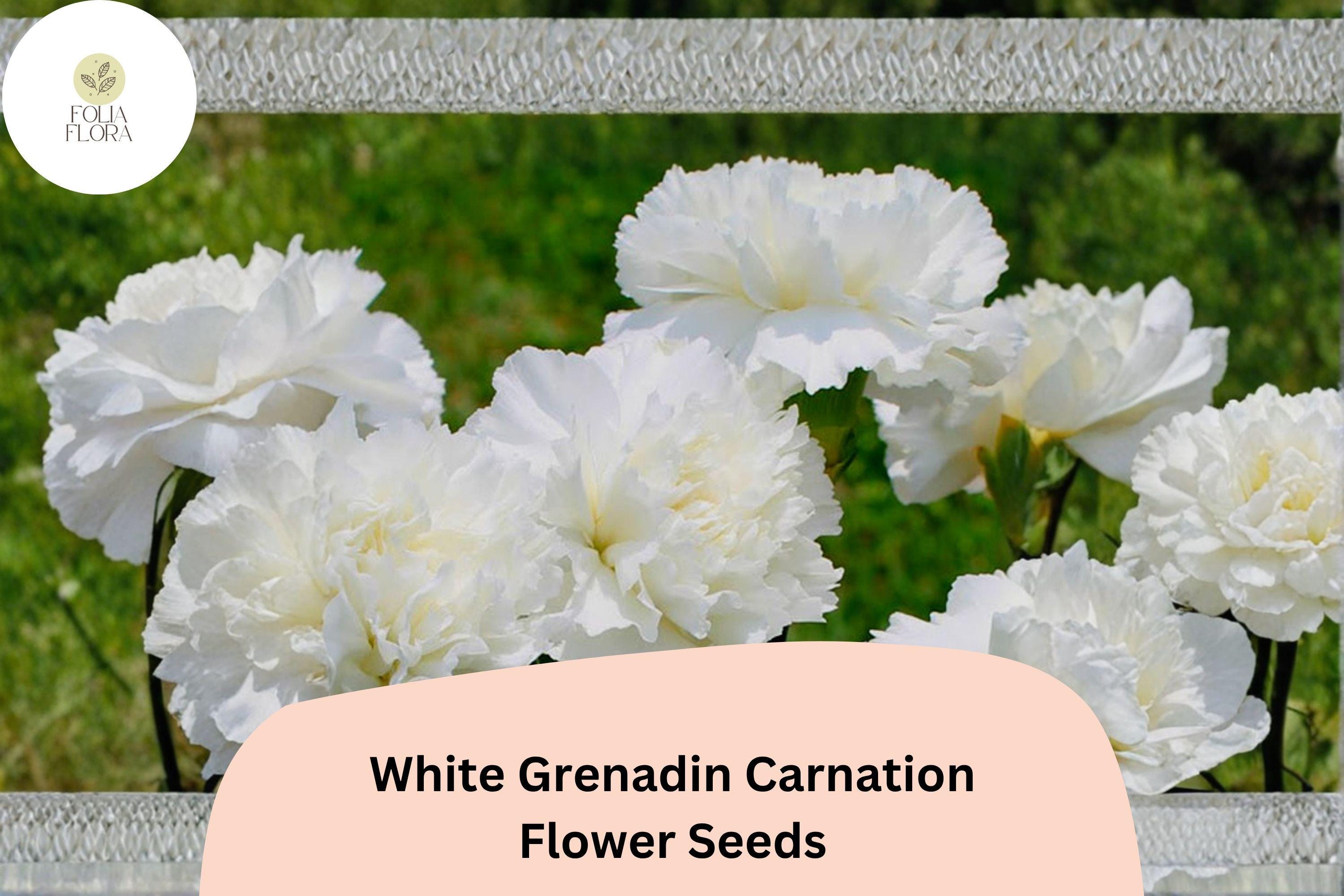 200+ White Grenadin Carnation Seeds for Garden Planting | Dianthus caryophyllus | Pure White Blooms