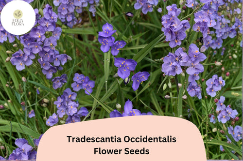100 Tradescantia occidentalis Seeds | Prairie Spiderwort Wildflower | Native Perennial for Pollinator Gardens