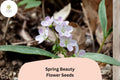20 Claytonia virginica Seeds | Spring Beauty | Native Wildflower for Shade Gardens & Pollinators